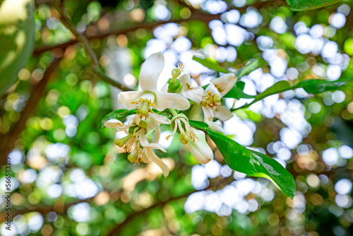 White Orange Flower with green leave