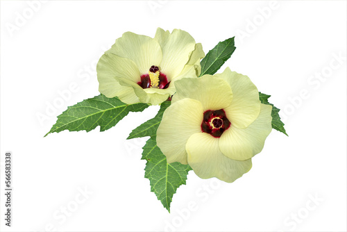 Fototapeta Naklejka Na Ścianę i Meble -  Okra leaves and flowers isolated on white background