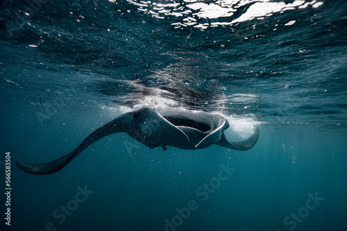 Manta ray swimming close to the ocean surface