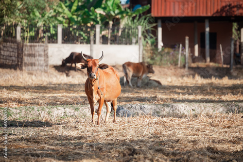 Brown cow in the lao country.