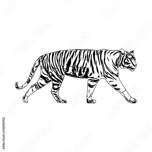Fototapeta Naklejka Na Ścianę i Meble -  Black and white sketch of a tiger with transparent background