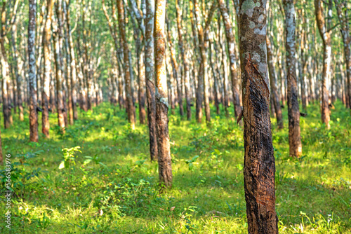 Daytime Plantation Rubber no farmer