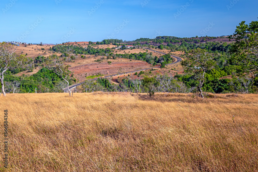 Dry grass field for photo background at mondulkiri Dry grass field for photo background at mondulkiri