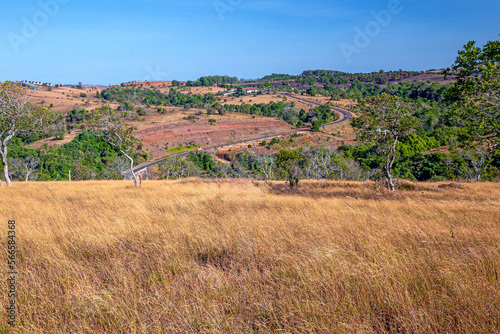 Dry grass field for photo background at mondulkiri