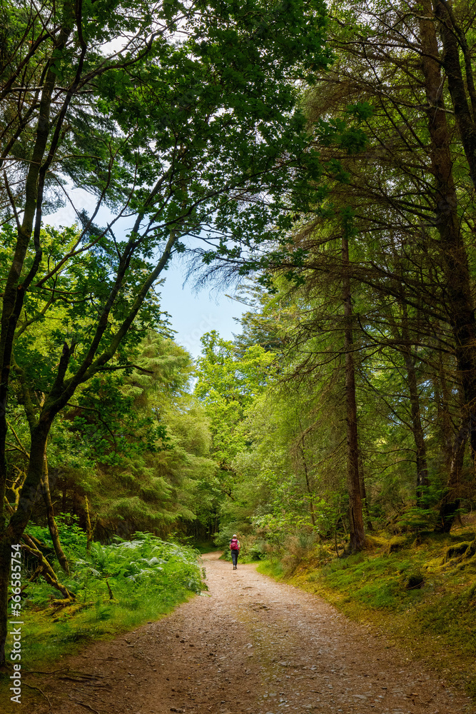 A summers day, blue sky, a person walks along a path in the woods