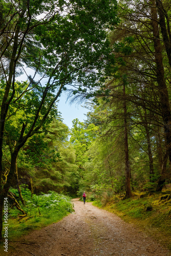 A summers day, blue sky, a person walks along a path in the woods