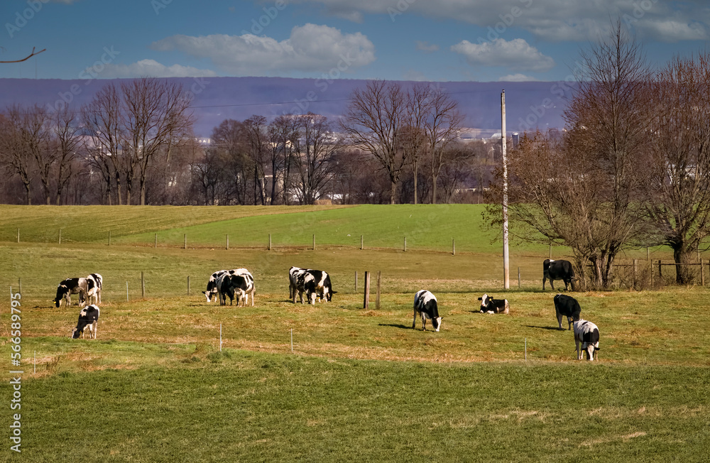 A View of a Herd of Holstein Cows, in a Pasture, Grazing on an Autumn Day A View of a Herd of Holstein Cows, in a Pasture, Grazing on an Autumn Day