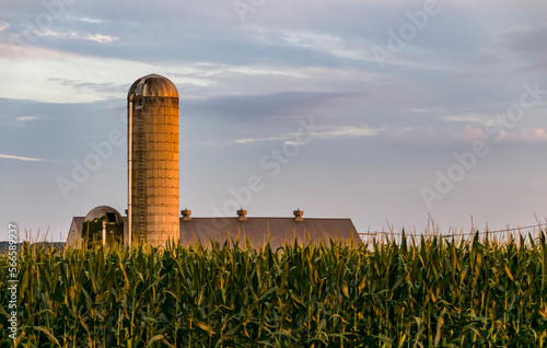 Fotografija A View of A Farm Silo with Tall Corn Stalks in the Foreground on a Sunny Summer