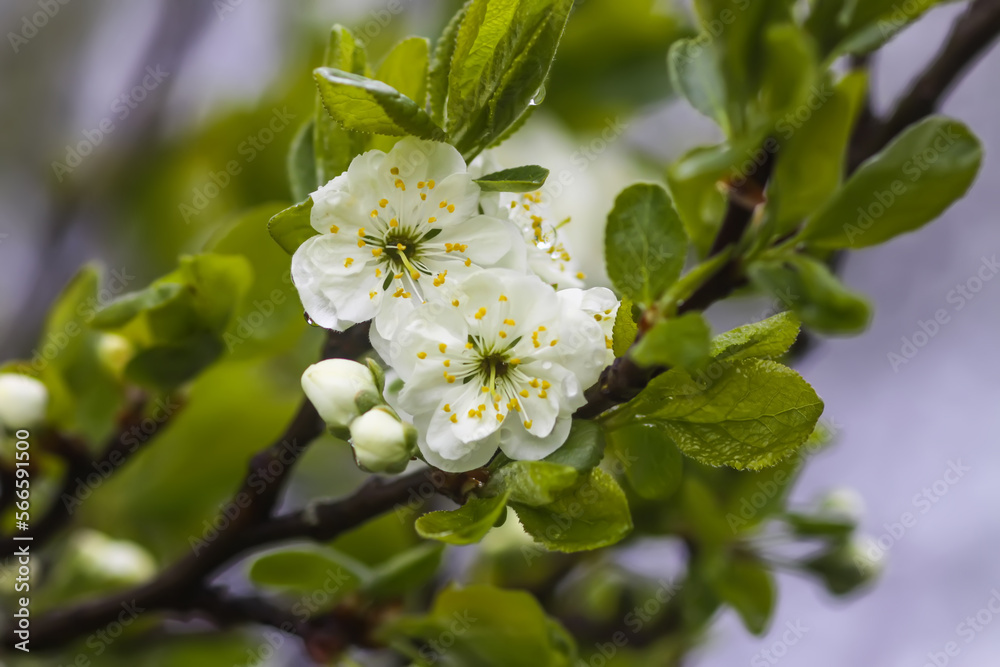 Fototapeta premium White plum tree blossoms in spring park. Beautiful nature background. Springtime in countryside.