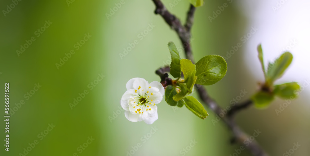 White plum tree blossoms in spring park. Beautiful nature background. Springtime in countryside. White plum tree blossoms in spring park. Beautiful nature background. Springtime in countryside.