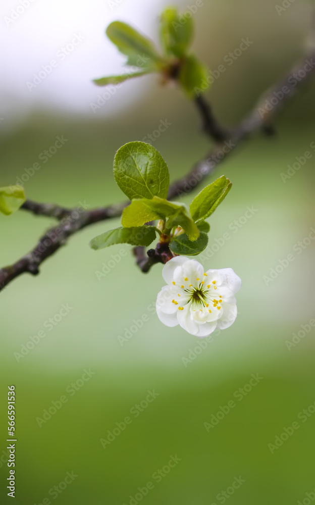 White plum tree blossoms in spring park. Beautiful nature background. Springtime in countryside. White plum tree blossoms in spring park. Beautiful nature background. Springtime in countryside.