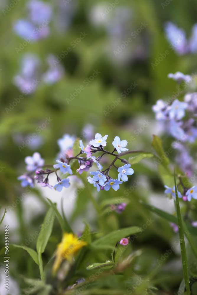 Forget-me-not blue wildflowers in grteen grass. Forget-me-not blue wildflowers in grteen grass.