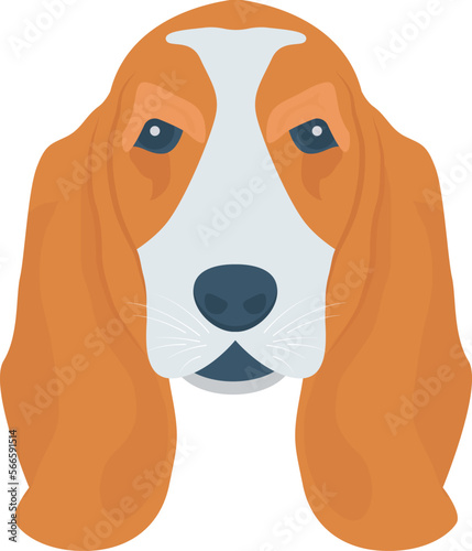 animal   animals and dog