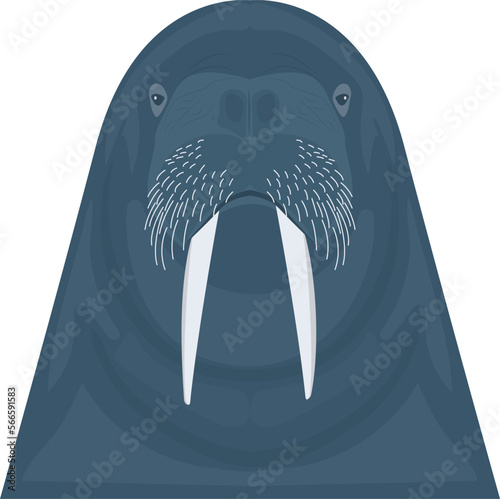 animal   walrus and sea cow