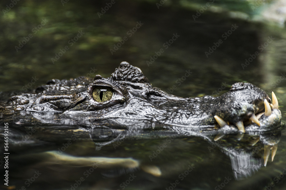 Fototapeta premium crocodile in the water