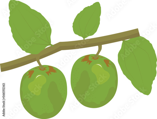 fruits vegan and vegetarian