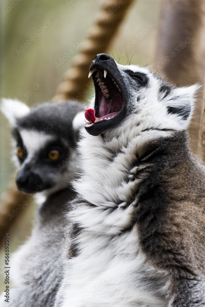 ring tailed lemur