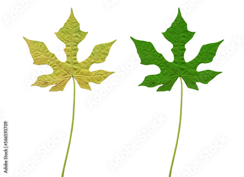 green leaf isolated on white background, Clipping path