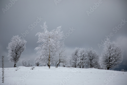 Frozen trees on winter fiel...