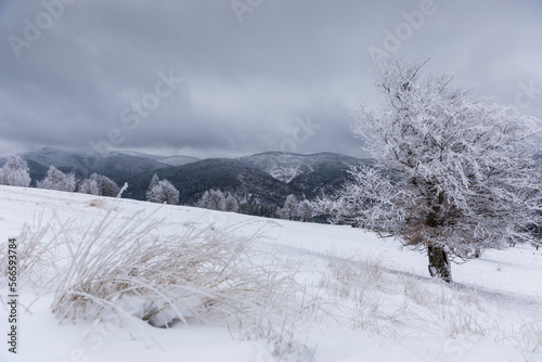 Dramatic winter landscape under fresh fallen snow on a cloudy morning day. High quality photo