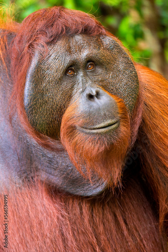 Orangutan, Pongo pygmaeus, Sekonyer River, Tanjung Puting National Park, Kalimantan, Borneo, Indonesia © Al Carrera