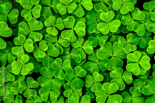 Background with green clover leaves for Saint Patrick's day. Shamrock as a symbol of fortune.