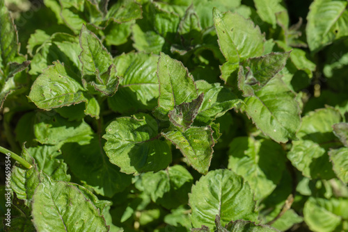 Wallpaper Mural Monarda didima planting young plants Torontodigital.ca