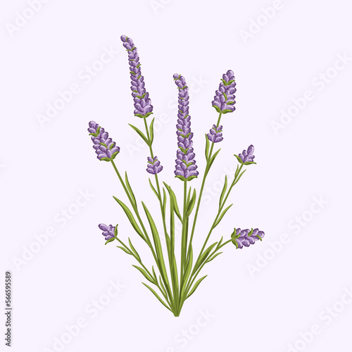 Lavender flower. Floral design for postcard, poster, ad, decor, fabric and other uses. Vector isolated illustration of fragrant French bouquet.
