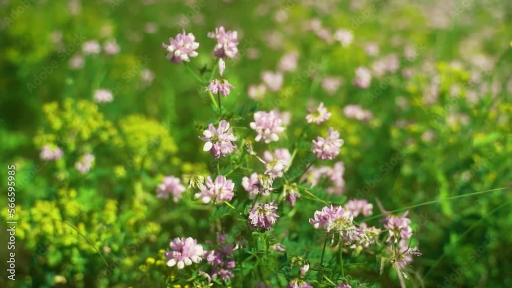 Wildflowers, meadow flowers on a sunny, clear summer day, on an open diaphragm. Blur, shallow depth of field. Wildflowers, meadow flowers on a sunny, clear summer day, on an open diaphragm. Blur, shallow depth of field.