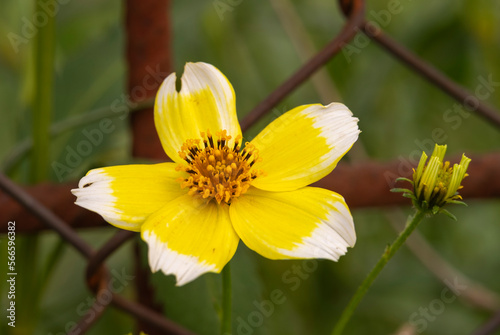 Macro view of single flower of bidens laevis photo