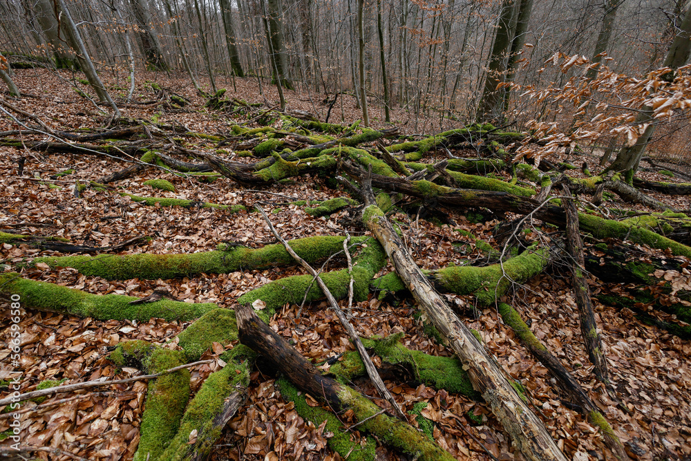 Buchenwald im Steigerwald