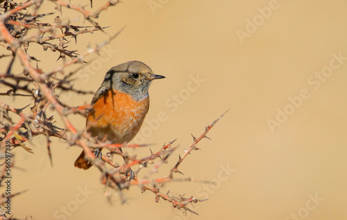Common Redstart ( Phoenicurus phoenicurus) is a songbird commonly found in Asia, Europe and Africa. It is a common species in Turkey. © selim