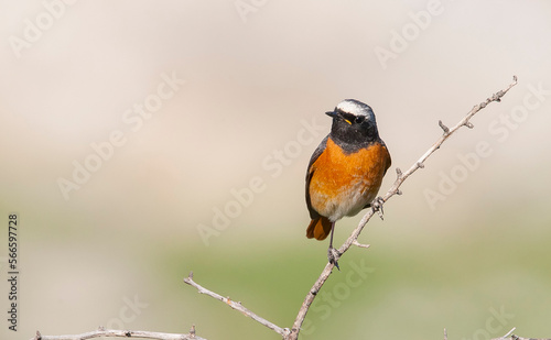 Common Redstart ( Phoenicurus phoenicurus) is a songbird commonly found in Asia, Europe and Africa