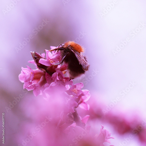 Makro owad - trzmiel drzewny i różowe kwiaty wawrzynek wilczełyko. Wiosenny krzew i owad zbierający nektar