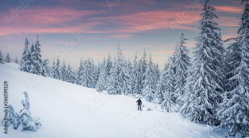 Stunning winter nature landscape. Alone man in snow covered forest. Hiker, photographer on the snowcapped highland. Outdoors active lifestyle concept. Snowy mountain scenery with cloudy day © jenyateua