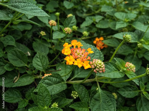 close up of chicken droppings or lantana urticoides flowers photo
