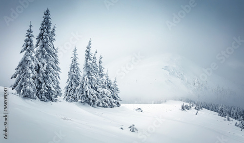 Amazing winter scenery. Composite winter landscape in mountains. Beautiful creative image. Landscape with frosty pine trees on highland and Majestic snowcovered mountain peak on background. © jenyateua