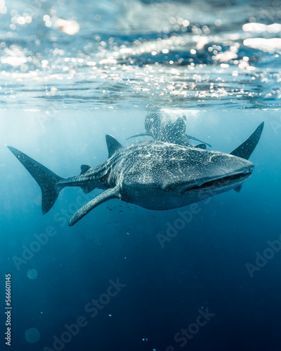 whale shark in Bali