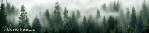 Photographie Misty fir forest,generative ai