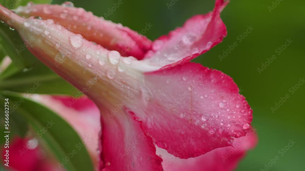 Splashes of drizzling rain that fall on adenium obesum flowers that are blooming are pink in color Splashes of drizzling rain that fall on adenium obesum flowers that are blooming are pink in color