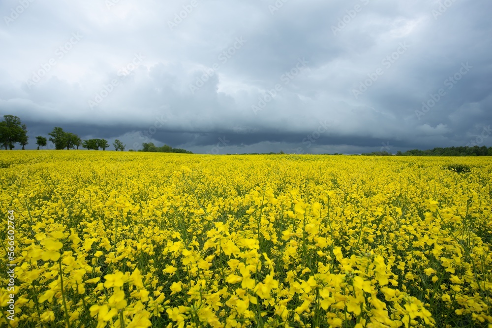 blooming rapeseed in a field and a stormy sky blooming rapeseed in a field and a stormy sky