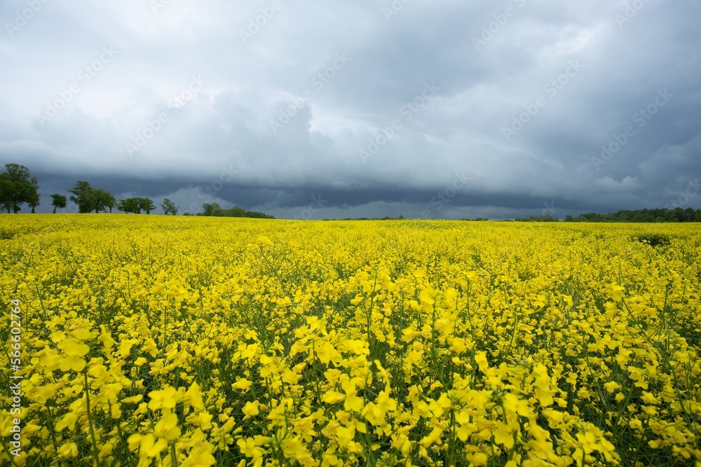 blooming rapeseed in a field and a stormy sky