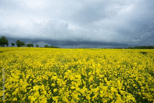 blooming rapeseed in a field and a stormy sky