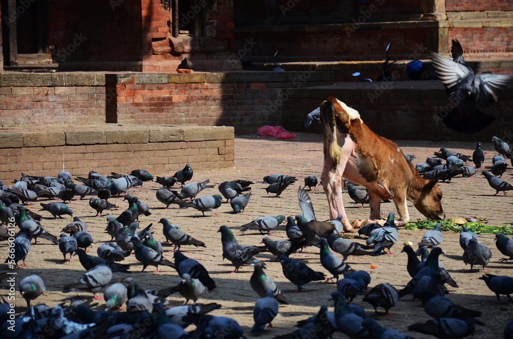 Young cow or calf bull and pigeon dove bird eating food on floor ground of ancient nepalese architecture building antique nepali Hanuman Dhoka Royal Palace at Basantapur Katmandu in Kathmandu Nepal