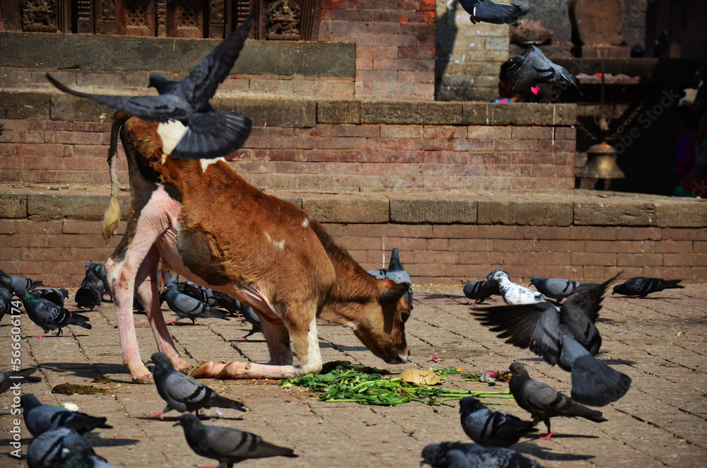 Young cow or calf bull and pigeon dove bird eating food on floor ground of ancient nepalese architecture building antique nepali Hanuman Dhoka Royal Palace at Basantapur Katmandu in Kathmandu Nepal