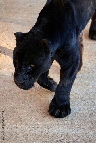 Beautiful side portrait of a black panther of the jaguar species walking in the natural park of Cabarceno, in Cantabria, Spain, Europe