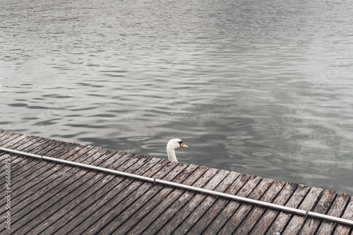 Un cigno reale nuota lentamente vicino a un pontile nel lago di Ginevra, Svizzera