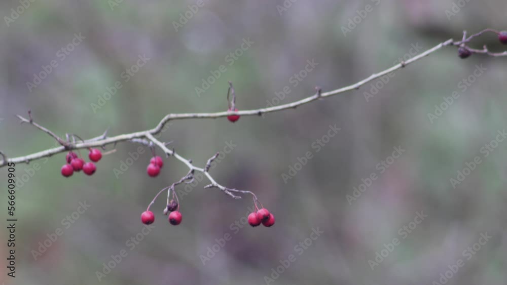 rosehip branch with unharvested fruits on a blurred background
rosehip branch with unharvested fruits on a blurred background