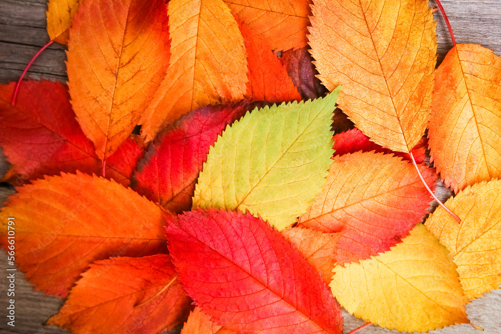 Autumn leaves over wooden background with copy space Autumn leaves over wooden background with copy space