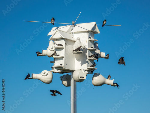 Purple martins (binomial name: Progne subis), the largest swallows in North America, at a multilevel birdhouse along the Great Florida Birding Trail on a sunny morning in May, southwest Florida photo
